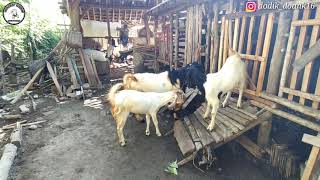 KAMBING ETAWA KEPALA HITAM // E Large black goat from India outside the cage