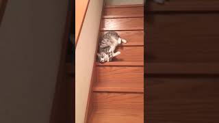 cat sliding on taris | looking so cute | cat funny moment | funny cat video 2022