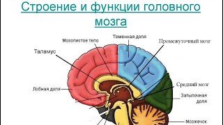 СТРОЕНИЕ и ФУНКЦИИ головного МОЗГА. СЕКРЕТЫ мозга / Фролов Ю.А. и Бутакова О.А.