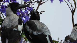 Magpies in our garden 1