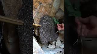 Extracting Honey from a Beehive