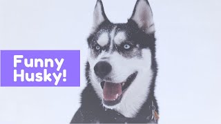 Cute and Funny Husky Compilation (2020) | Funny Pet Videos