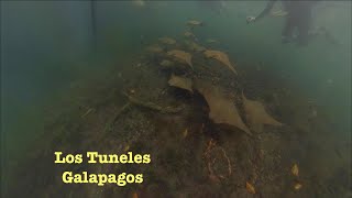 Galapagos Stingrays gliding through Los Tuneles