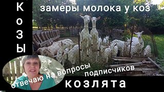 ❤️Козы.Вопросы по козоводству. Содержание коз.Электропастух.Сколько молока у наших коз.6 июня 2020 г