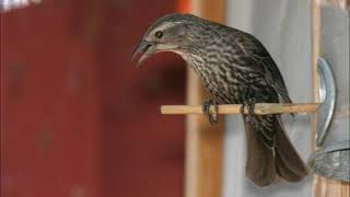 RED-WINGED BLACKBIRD . . .