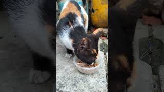 Kucing Menikmati Makan Siang Berdua #shorts