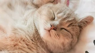 😂 Funniest Cats and Dogs Videos 😺🐶 || 🥰😹 Hilarious Animal Compilation №454