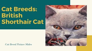 British shorthair Slides - Cat Breeds