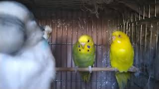 YENİ EŞLER VE DİĞER MUHABBET KUŞLARI.-Budgies .(SALMA, ÇİFTEHANE, ÜRETİM KAFESLERİ )