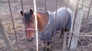 Конь в пальто. 1января. Киев #Horse in a #coat. January 1. #Kiev #Конь #пальто #Киев