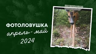 ФОТОЛОВУШКА#5. Весна 2024. АПРЕЛЬ-МАЙ. #фотоловушка