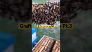 Beekeeping: Grafts from Pt.3 of series #shorts