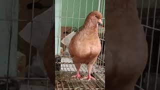 king pigeon #pigeon #bd #bird #king #pet #pigeonlover #kabootar #kobutor #fancy