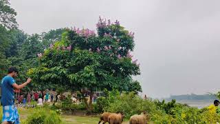 একটি সুন্দর সকাল | ময়মনসিংহ | Mymensingh