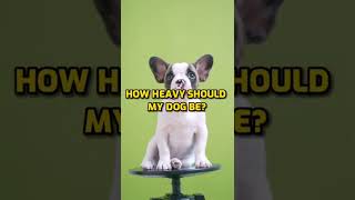 How Heavy Should My Dog Be? #shorts