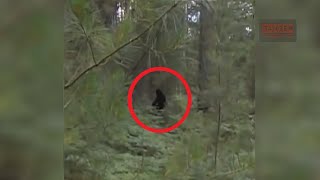 Increíble Grabación Prueba la existencia de Pie Grande 🔴 Recording Proves the existence of Bigfoot