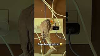 Hilarious Cockatiel Does Parkour🤣🤣#cockatiel #parkour #shorts