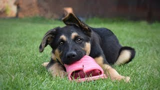 GSD puppy wants chicken for dinner | Pets Vlog 9