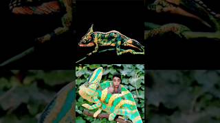 realistic Chameleon😱 #short #viral @nguyen-mung #love #attitude #pls1mViews #duet