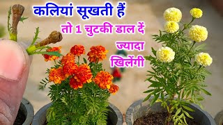 गेंदा फूलों - कलियों से भर जयेगा सूखेगा नहीं डालें ये फ़र्टिलाइज़र / How To Grow & Care Marigold Plant