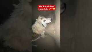 Min hund älskar Bröd 🍞 . Äter din hund bröd 🥖 🍞? 😂😁