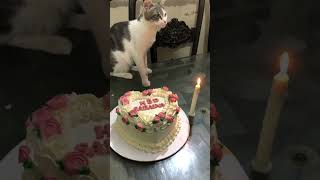 My birthday 🎂🎉🎂 #catcomedy #funny #catvideos #shorts