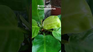 Moonlight Philodendron. Propagated and replanted. Plant parent's joy! #plants #greenculturebuzz