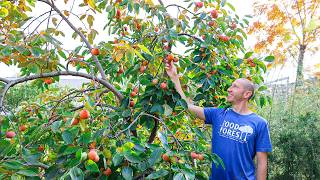 The One Fruit Tree EVERYONE Should Be Growing... Easy, Reliable, and Delicious