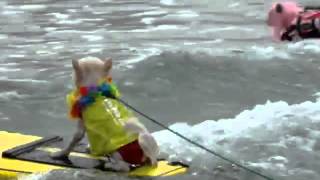 Perro Surfero