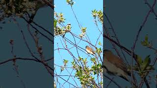 Парочка Обыкновенных Жуланов / A couple of Red-backed Shrikes