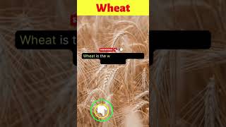 Did You Know That... Wheat #shorts