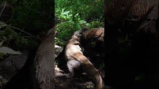 group of Komodo dragons