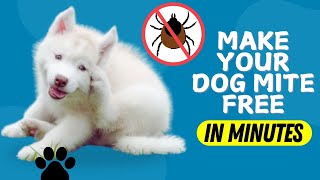 How to Get Rid of Mites on Dogs Instantly (Easy Natural Methods)