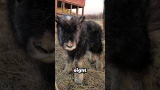 Baby Musk Oxen Calves #animals #wildanimals #wildlife #nature