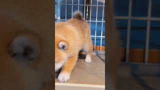 Angry dog😆🥰 #puppy #trending #shiba