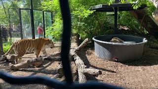 Guided tour of the tigers at Assiniboine park zoo Winnipeg