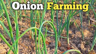 Onion Farms in Bangladesh