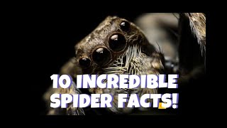 10 INCREDIBLE SPIDER FACTS THAT WILL AMAZE YOU!