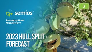 #3 2023 Hull Split Forecast & Navel Orangeworm Update