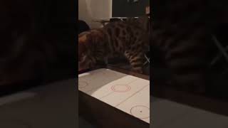 Bengal cat and cymbergaj #shorts #bengalcat