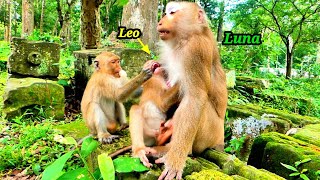 What happened to Baby LEO..? Why does LEO hug Monkey LUNA so tightly..!!