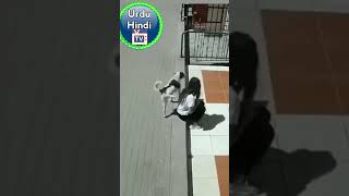 dog na larke pr suso kr dai 😂😂Shadi man laleya hoagii #viral #youtube | Urdu Hindi TV #funny