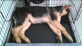 German Shepard Puppy Dreaming