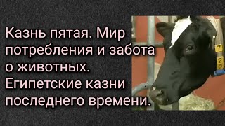 Казнь пятая. Мир потребления и забота о животных. Египетские казни последнего времени.