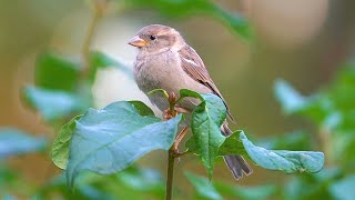 Female Sparrows Have the High Ground [4K]