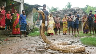 अनोखा है ये सांप,गांव के चौपाल में फन फैलाए घंटे फुंकारता रहा,जाने क्यों।Very Unique Monocled Cobra