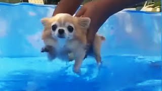 Funny Puppies Will Make You Laugh Hard! [Funny Pets]