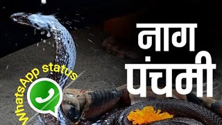 Happy Naag Panchami Status 2024 | Naag Panchmi Special WhatsApp Status | नाग पंचमी पूजन #Shorts