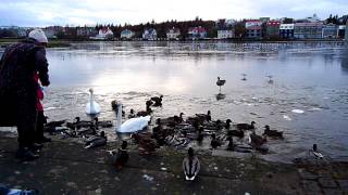 Girl feeding geese and ducks at Tjörnin, Reykjavík. ICELAND — Lake begins to freeze