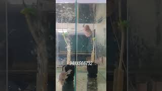 flowerhorn breeding pair available for sales